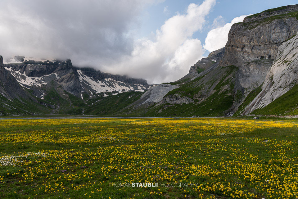Blumenmeer auf dem Segnesboden