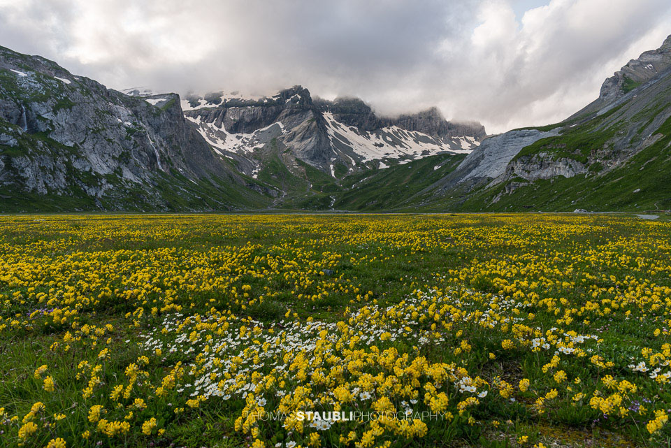 Blumenmeer auf dem Segnesboden