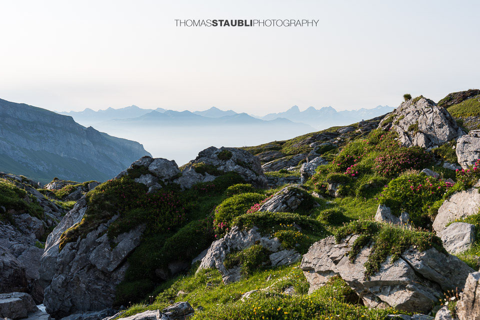Bündner Alpen mit Lenzerhorn, Piz Ela, Tinzenhorn, Piz Mitgel u. a.