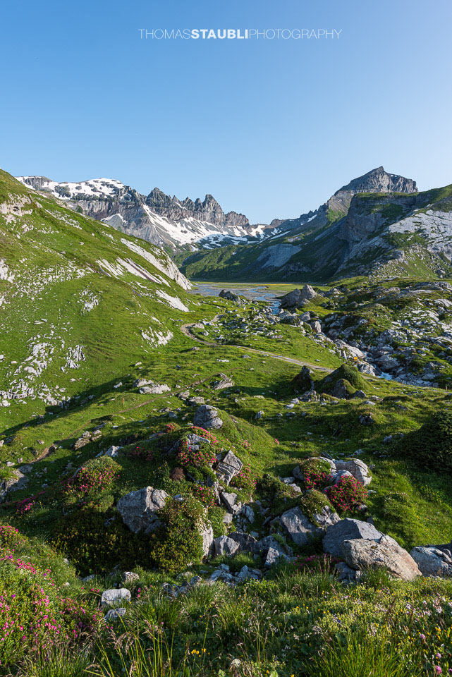 Alpenrosen auf dem unteren Segnesboden