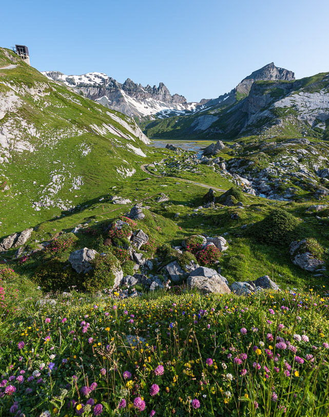 Alpenrosen auf dem unteren Segnesboden