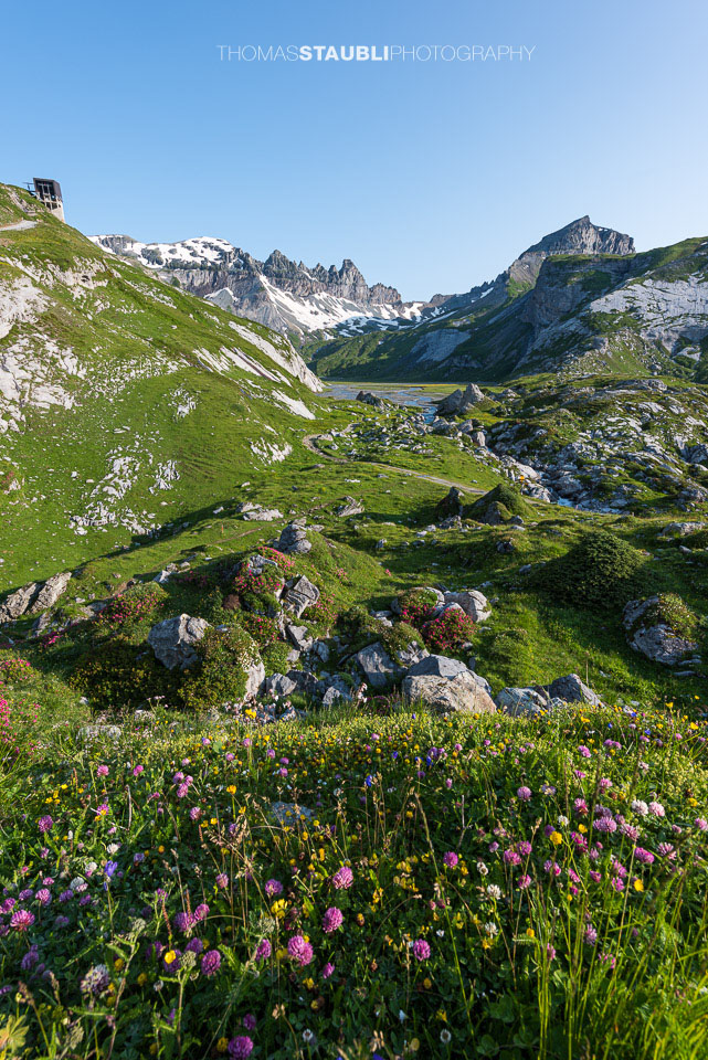 Alpenrosen auf dem unteren Segnesboden