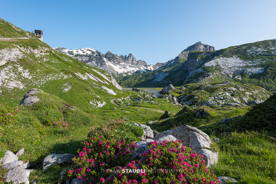 Alpenrosen auf dem unteren Segnesboden