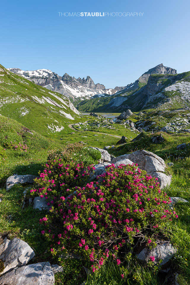 Alpenrosen auf dem unteren Segnesboden