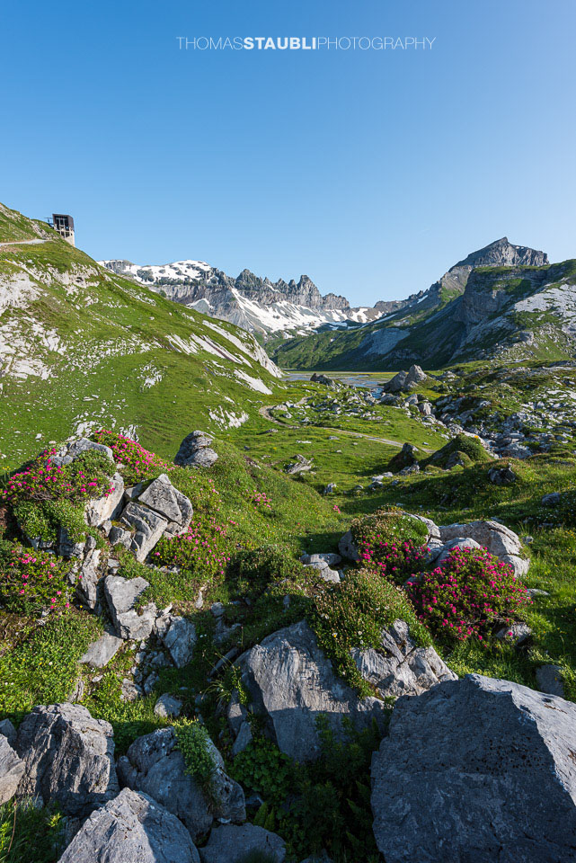 Alpenrosen auf dem unteren Segnesboden
