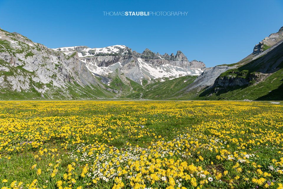 Blumenmeer auf Segnas Sut