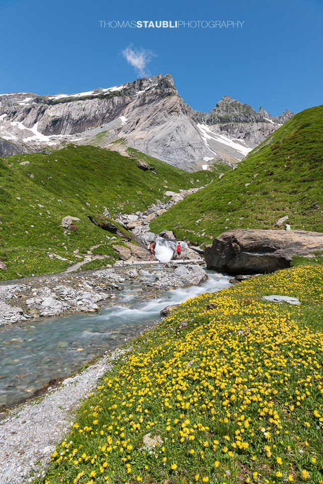 Blumenmeer auf dem Segnesboden
