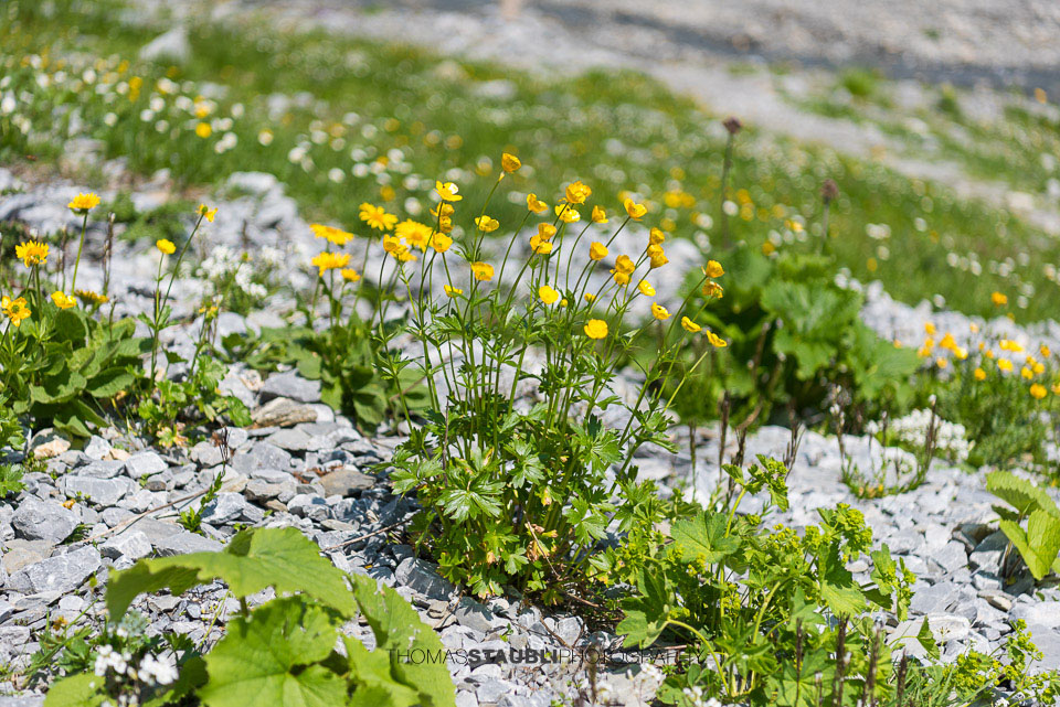 Blumenmeer auf dem Segnesboden
