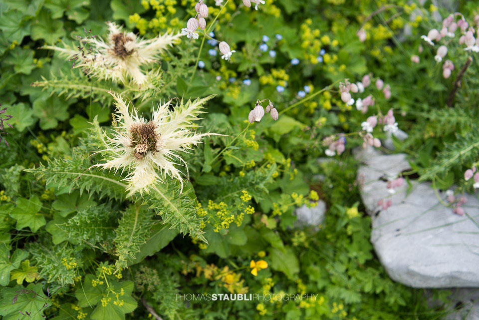 Alpenblumen am Balmer Grätli