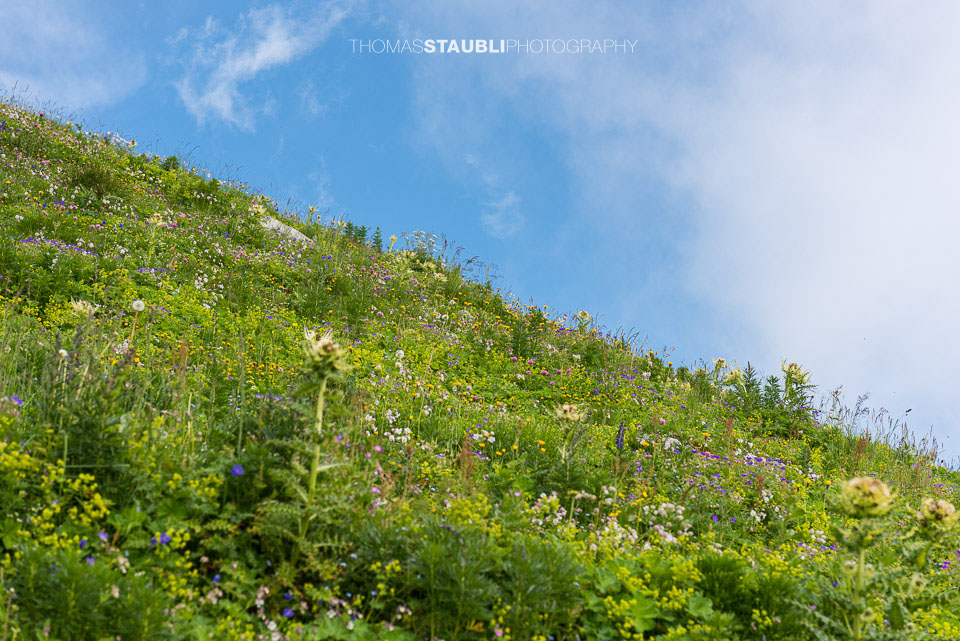 Alpenblumen am Balmer Grätli