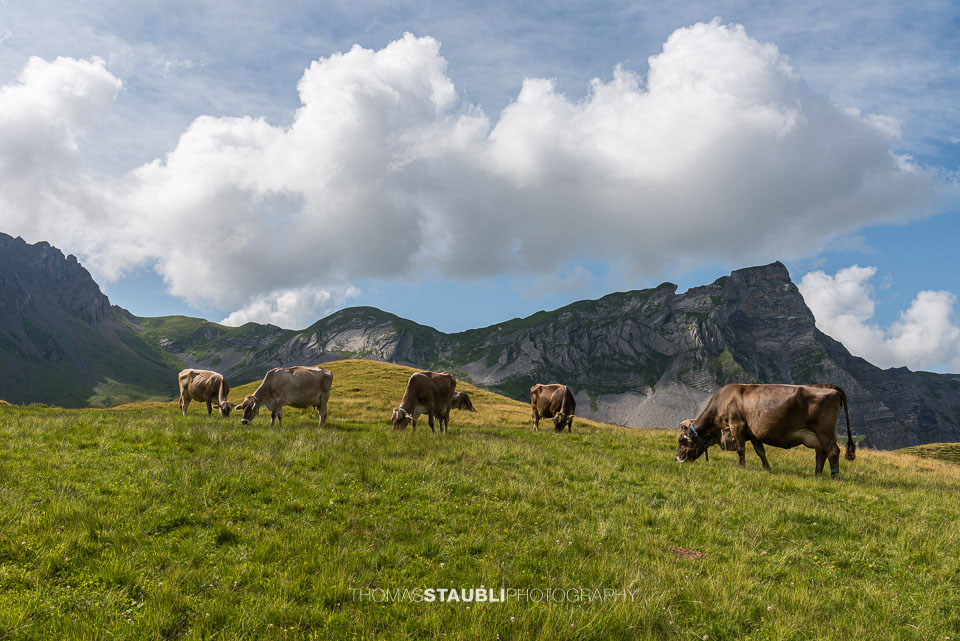 Kühe auf der Melchsee-Frutt
