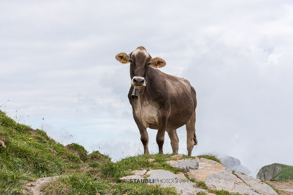 neugieriges Rind auf dem Wanderweg