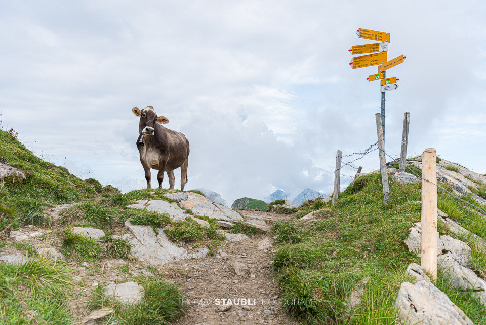 neugieriges Rind auf dem Wanderweg