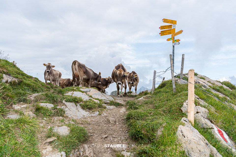 neugierige Rinder auf dem Wanderweg