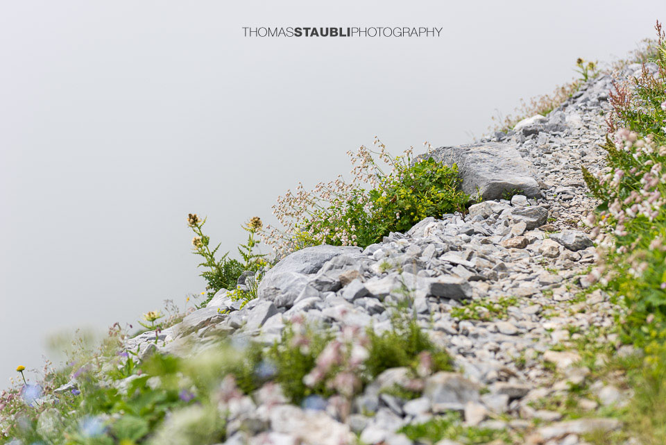 Alpenflora auf dem Balmer Grätli