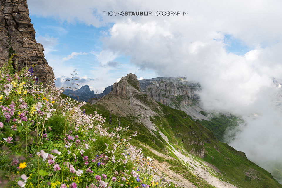 Alpenflora am Balmer Grätli