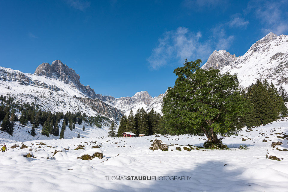erster Schnee im September 2024 auf der Alp Bösbächi