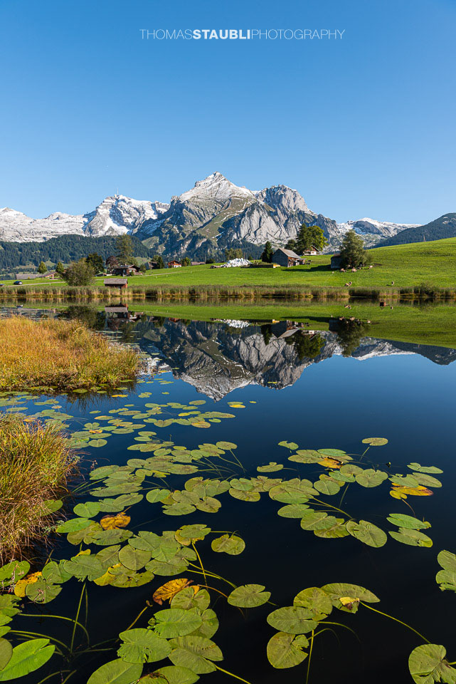 Seerosen schmücken den herbstlichen Schwendisee, im Hintergrund der verschneite Alpstein