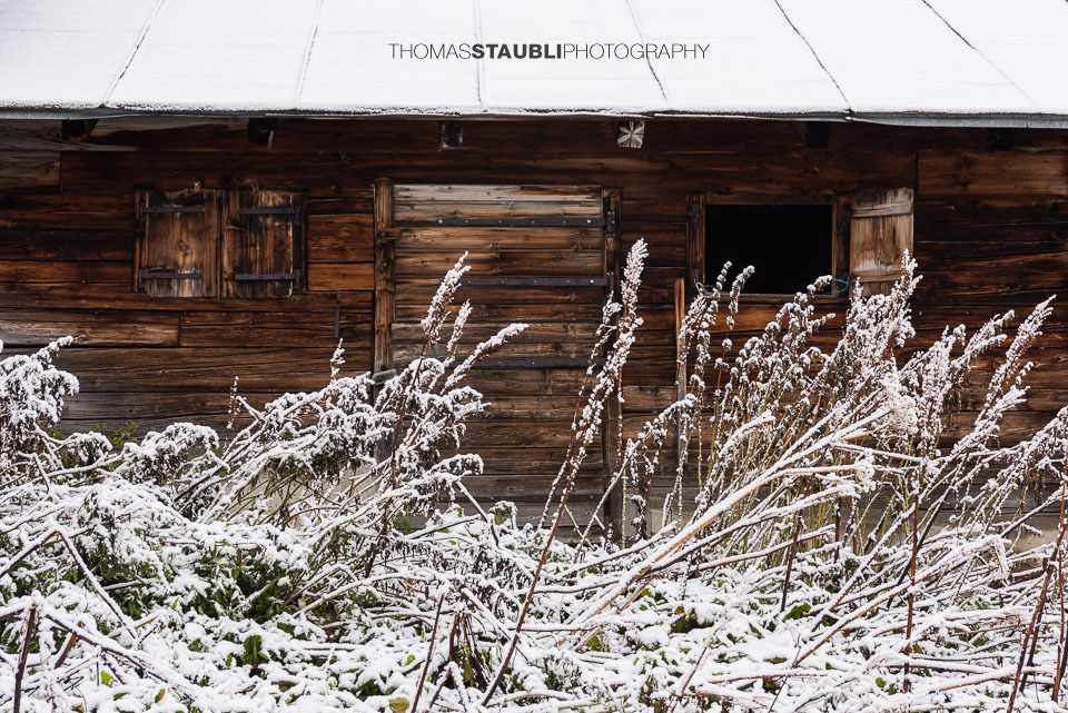 Kuhstallfassade mit verschneiten Sträuchern im Vordergrund