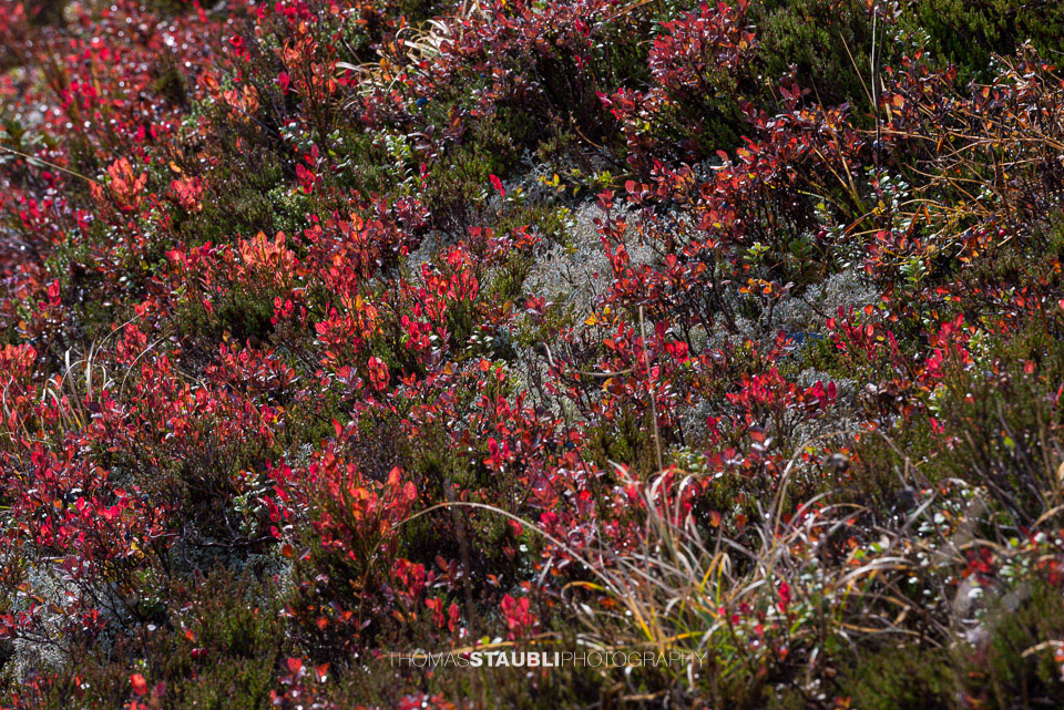 rot verfärbte Heidelbeerblätter im Herbst