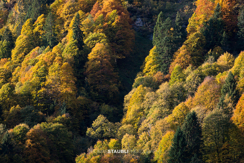 Mischwald in den Herbstfarben