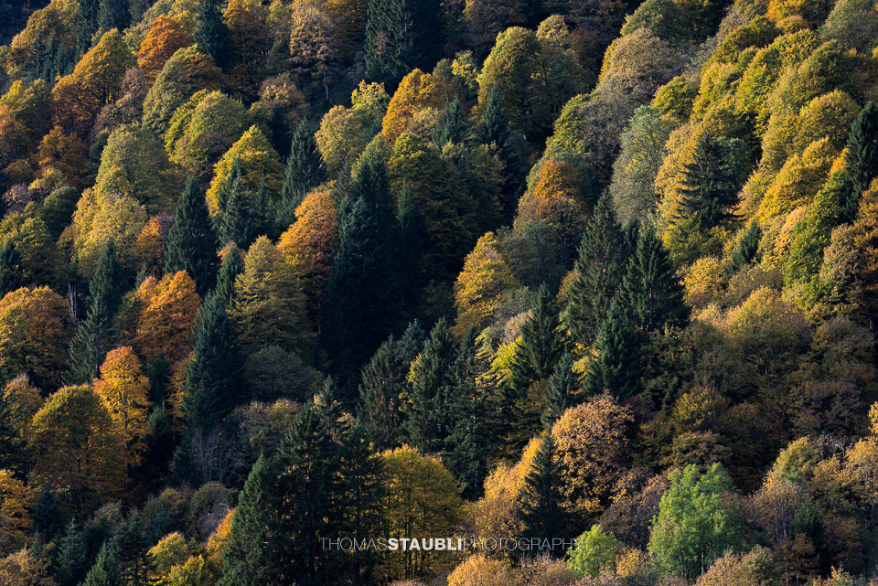 Mischwald in den Herbstfarben