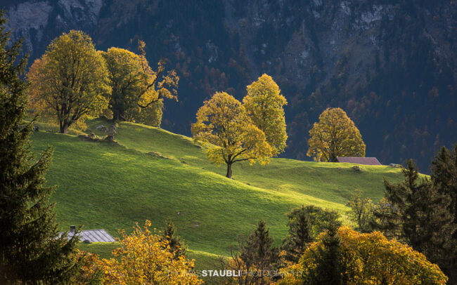 Ahornbäume im Herbstkleid