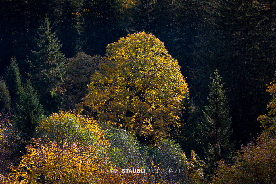 Mischwald in den Herbstfarben