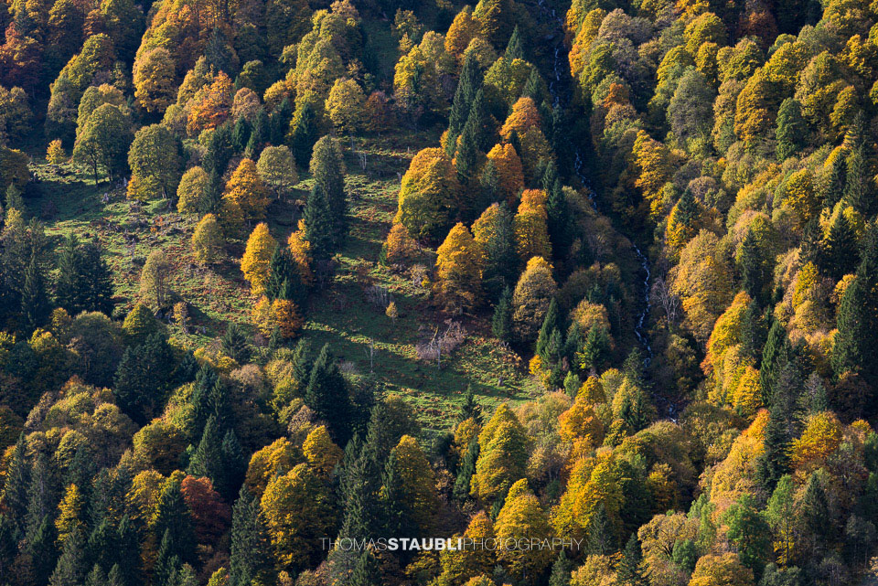 Mischwald in den Herbstfarben