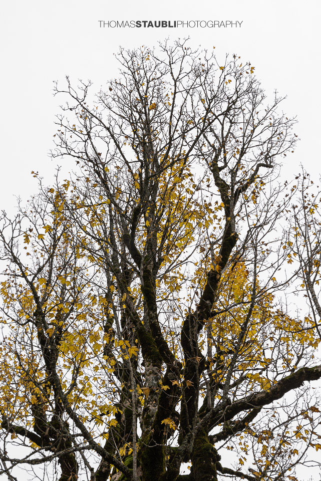 alte knorrige Ahornbäume im Herbst