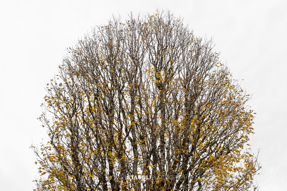 alte knorrige Ahornbäume im Herbst