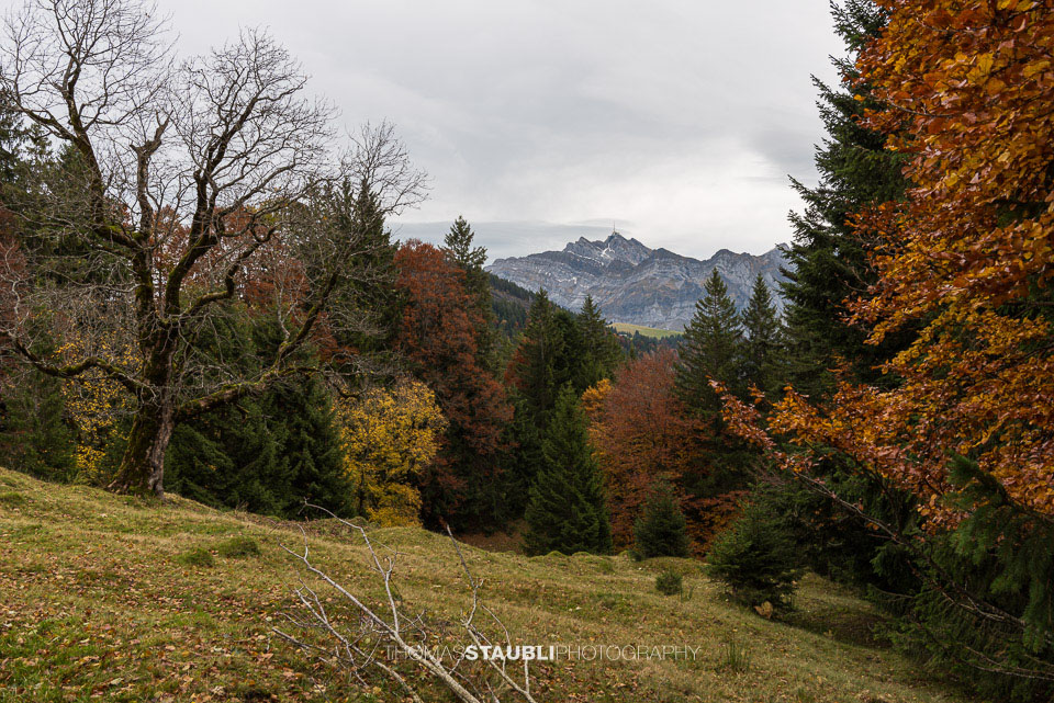 Blick von der Chlosteralp Richtung Säntis