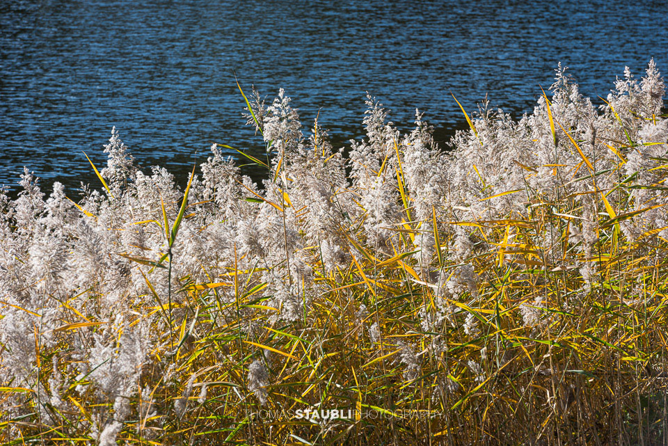 Schilfgürtel am Wenigerweier