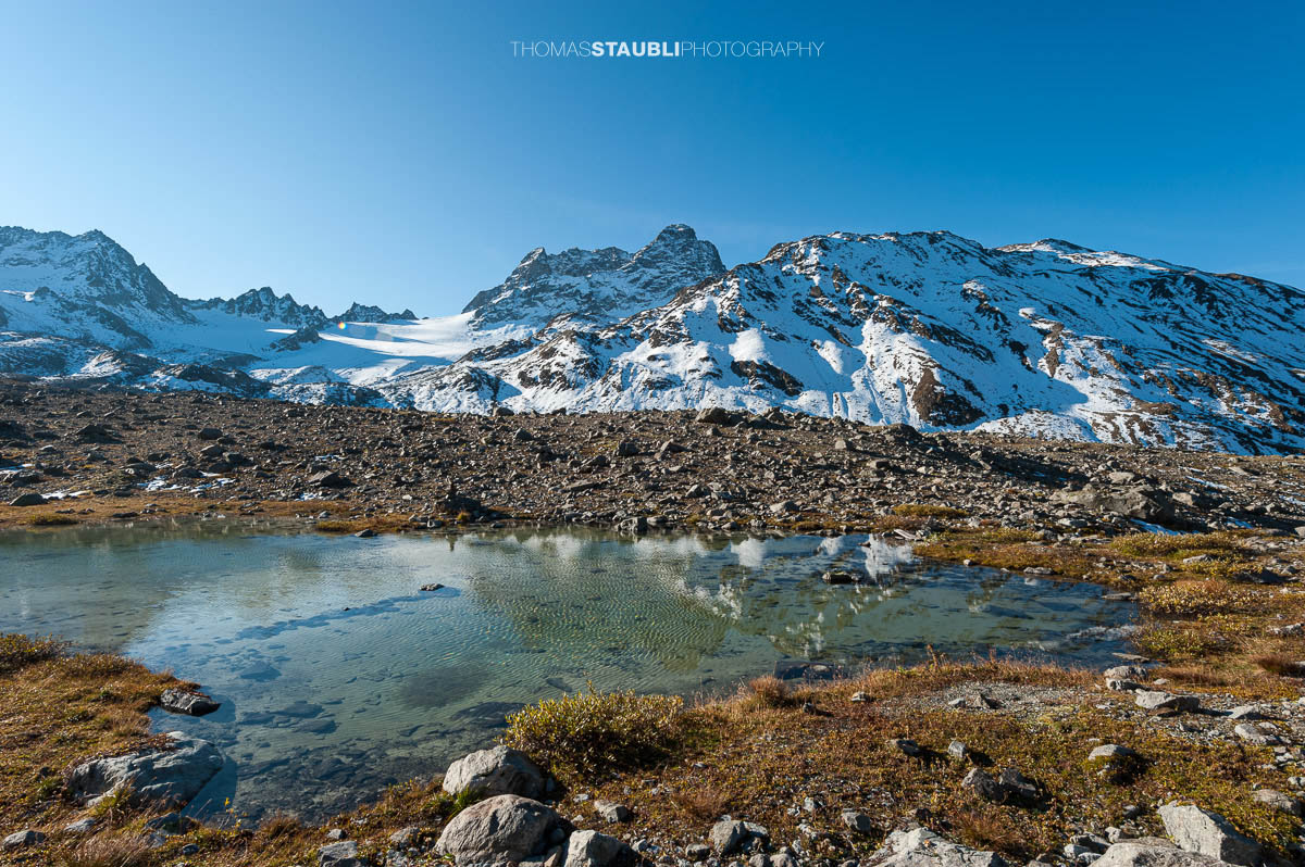 Pioniervegetation am Fusse des Vadret da Porchabella
