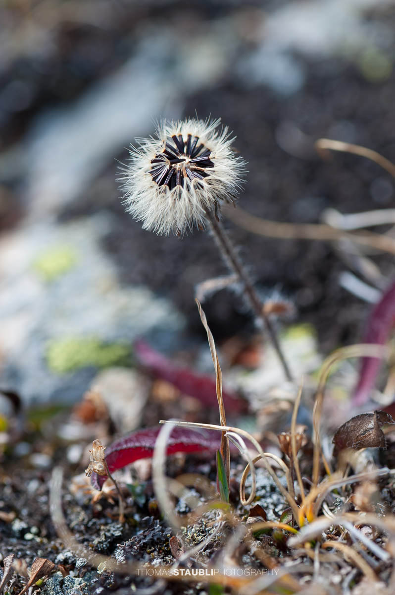 Alpenflora am Lai da Ravegs-ch Sur