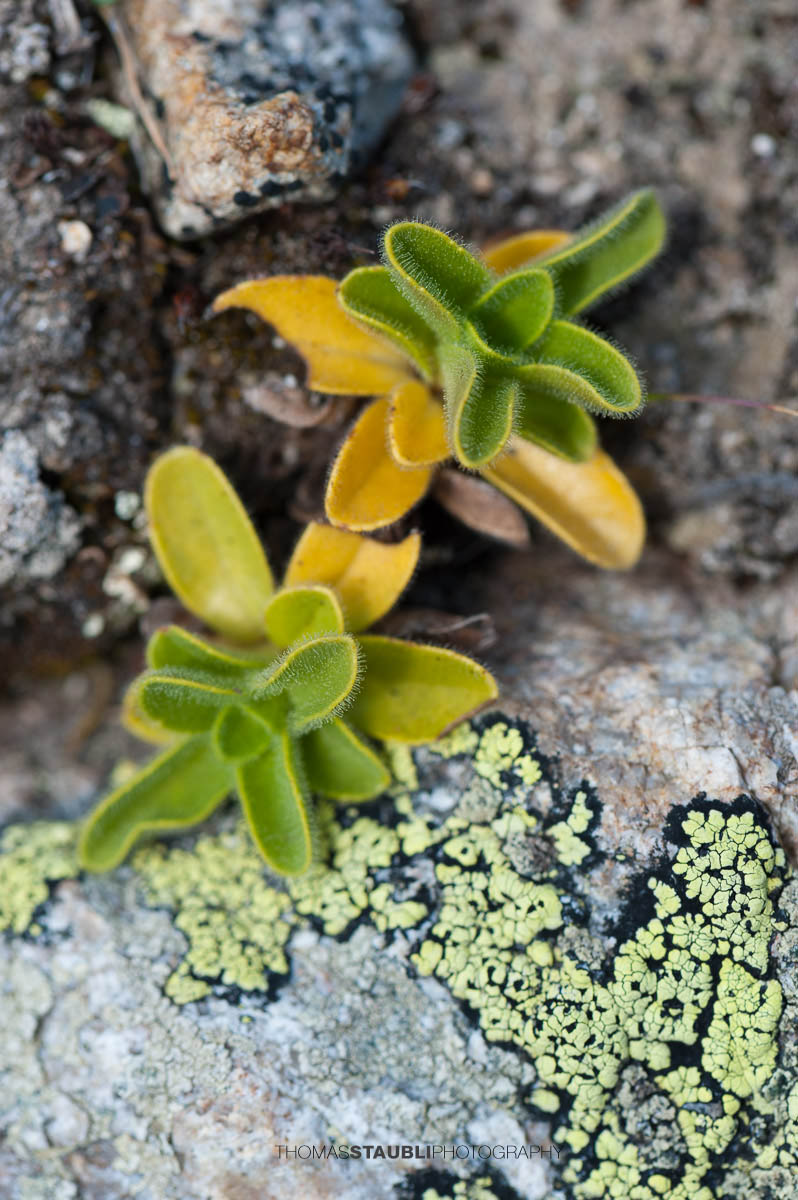 Pioniervegetation am Lai da Ravegs-ch