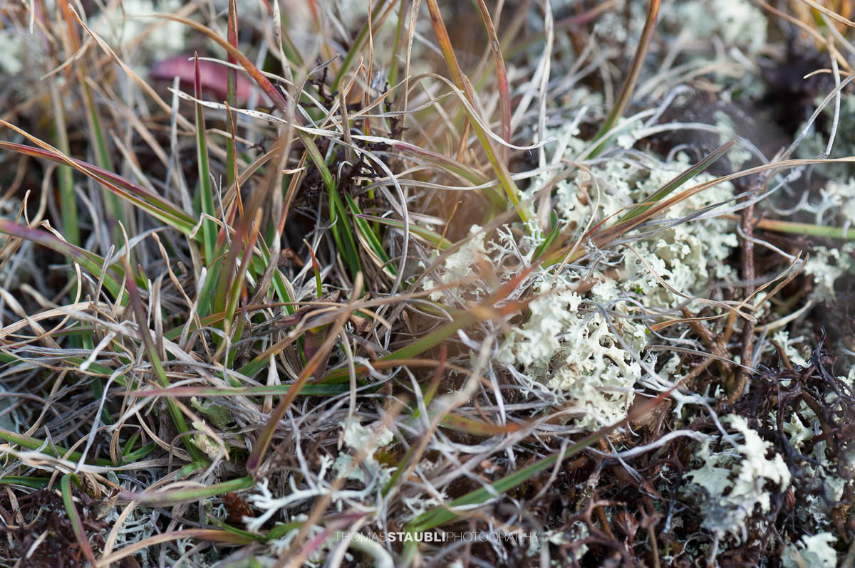 Pioniervegetation am Lai da Ravegs-ch
