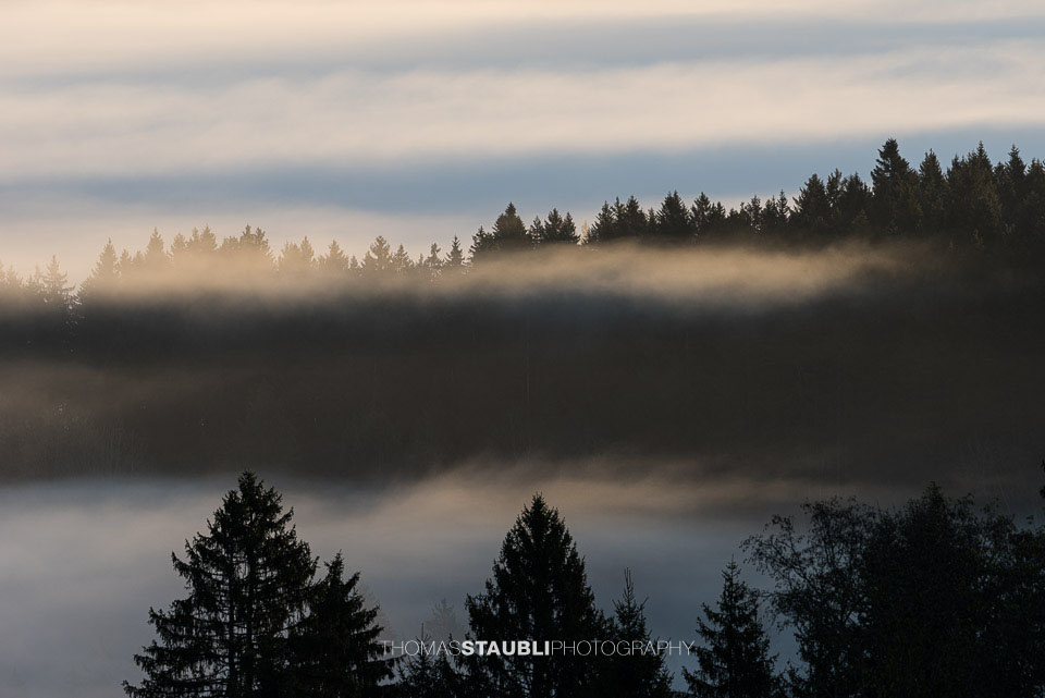 Blick über das Ägeriried bei Oberägeri im Kanton Zug, wo sich in der Dämmerung zarte Nebelschichten über die dunklen Nadelwälder und sanften Hügel legen.