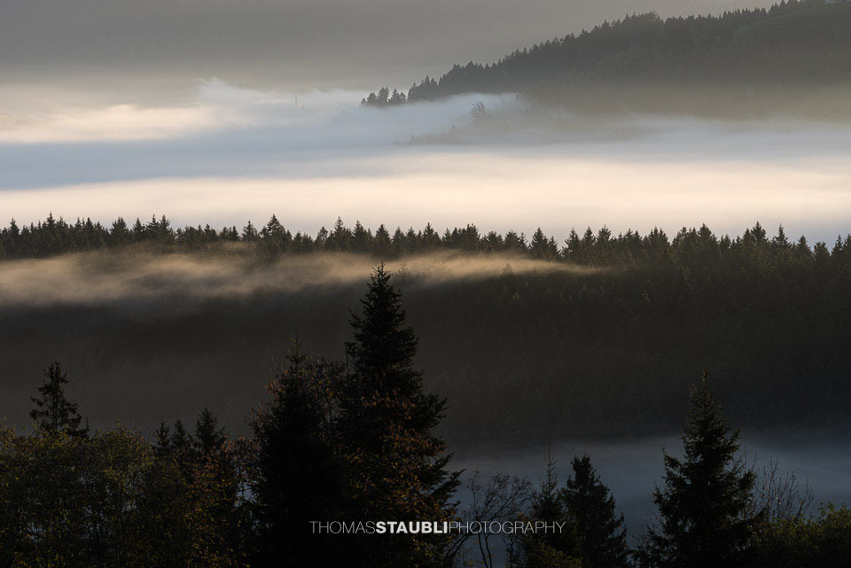 Blick über das Ägeriried bei Oberägeri im Kanton Zug, wo sich in der Dämmerung zarte Nebelschichten über die dunklen Nadelwälder und sanften Hügel legen.