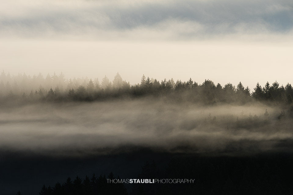Nahaufnahme einer nebeligen Waldszene, in der Nebelschwaden zwischen den Baumspitzen schweben und eine geheimnisvolle, beruhigende Stimmung erzeugen