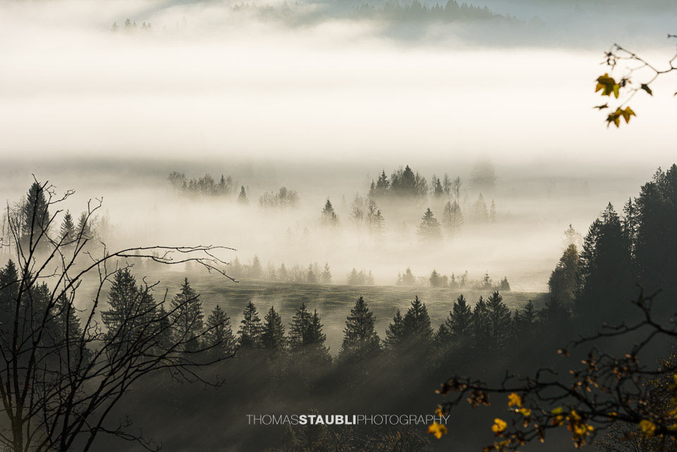 Sanfte Nebelschwaden ziehen über einen bewaldeten Talgrund im Gegenlicht der aufgehenden Sonne, herbstlich gefärbte Äste rahmen das stimmungsvolle Landschaftsbild.
