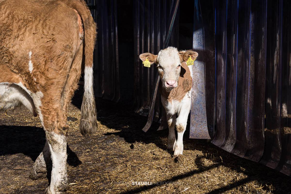Kalb im Auslaufstall