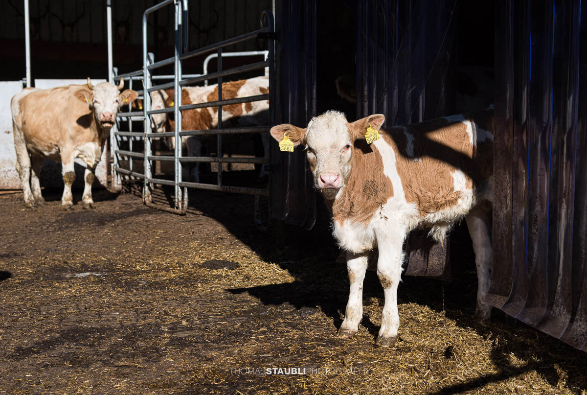 Kalb im Auslaufstall