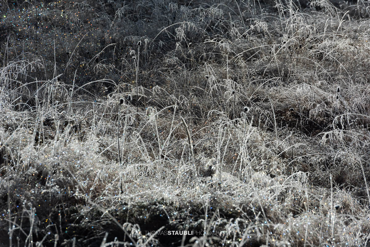 mit Raureif überzogene Gräser