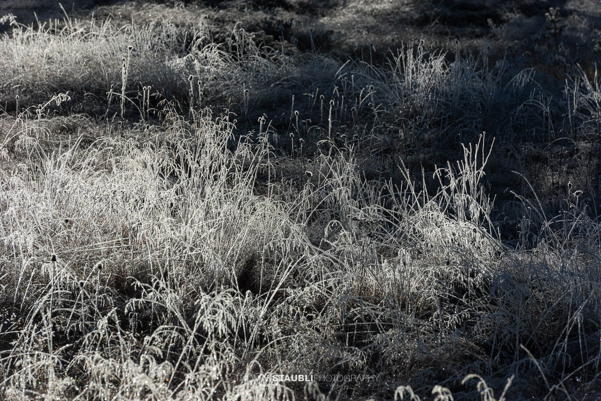 mit Raureif überzogene Gräser