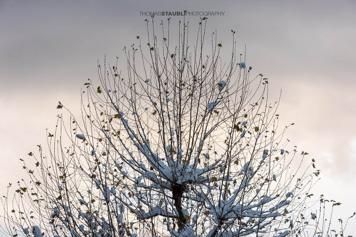 Ahornbaum mit teils verschneiten Ästen