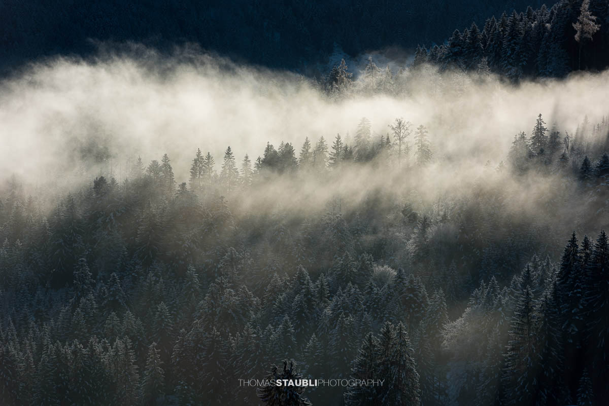 Nebel, der durch Tannenwälder zieht, während Sonnenstrahlen den Dunst beleuchtet.