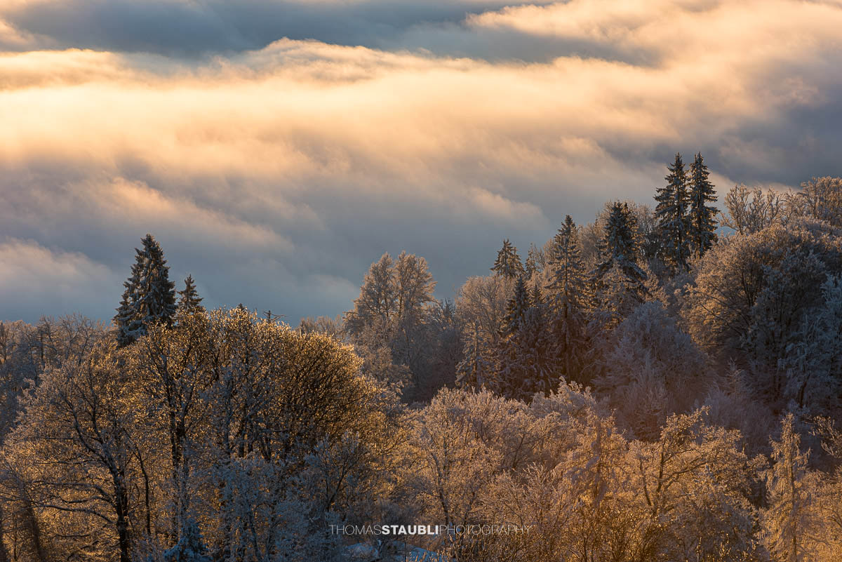 Bäume knapp über dem Nebelmeer