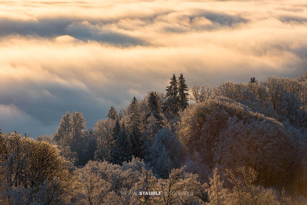 Bäume knapp über dem Nebelmeer