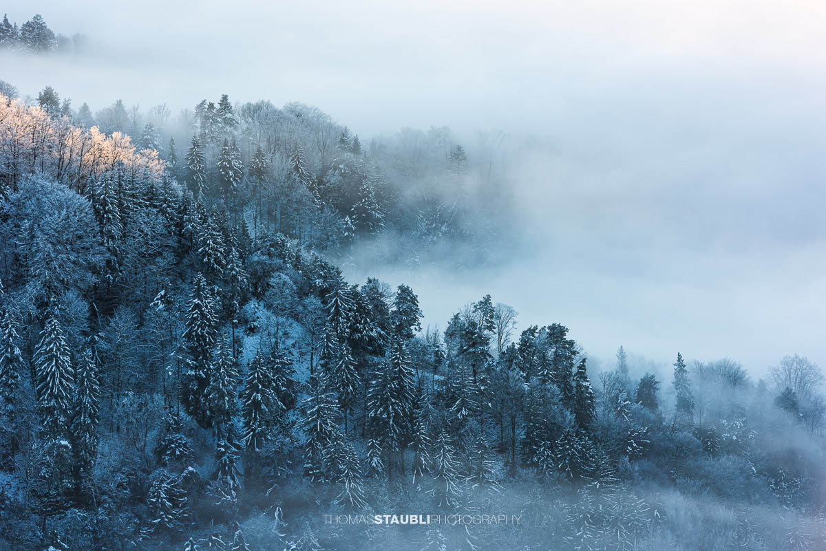 Nebel durchkämmt den Wald am Uetliberg